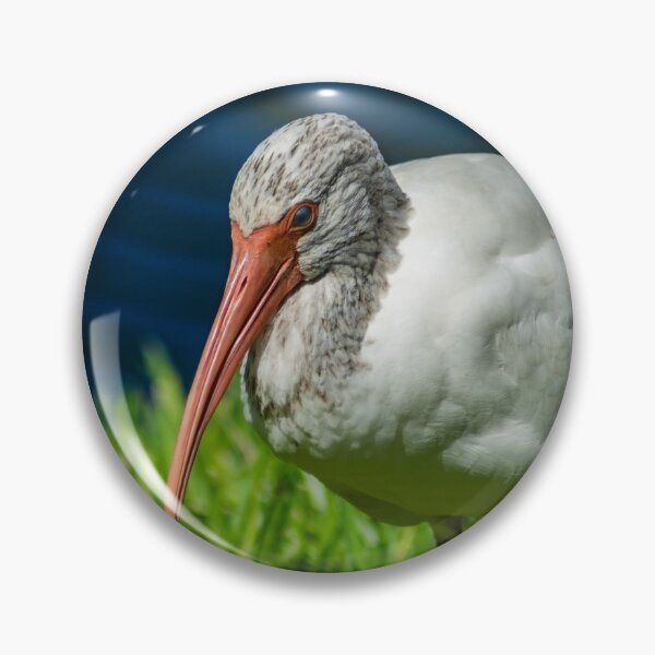 Item preview, American white ibis 2 + 2 designed and sold by KensLensDesigns.