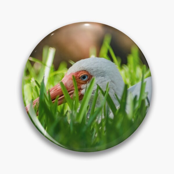 Item preview, American white ibis 4 designed and sold by KensLensDesigns.