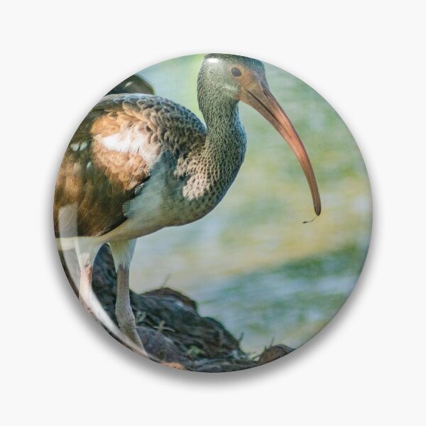 Item preview, American white ibis 3 designed and sold by KensLensDesigns.