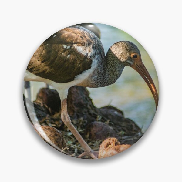 Item preview, American white ibis Gatorland 2 designed and sold by KensLensDesigns.