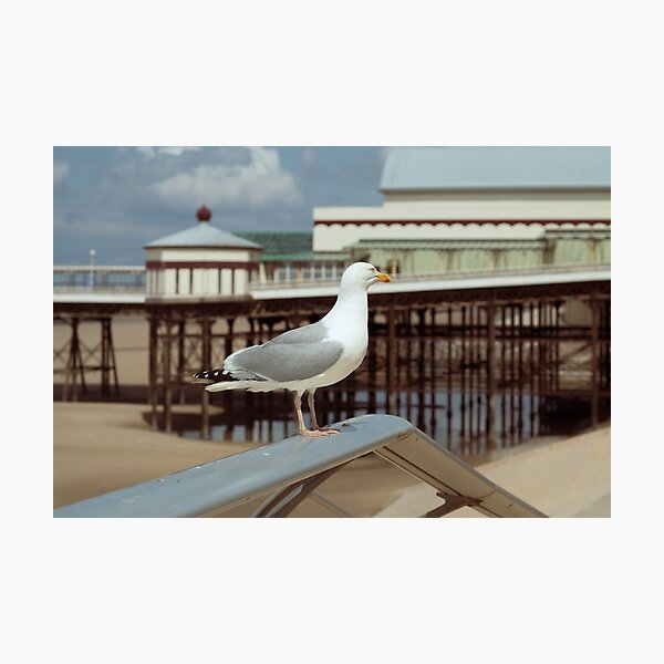 Vintage Seagull Photographic Print