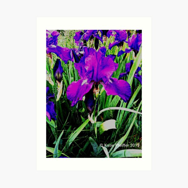 Purple Irises Blooming On The Mainline Art Print