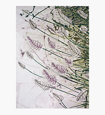Lavandula Photographic Print