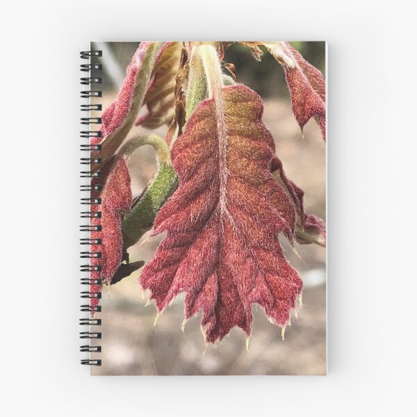 Item preview, A New Oak Leaf  designed and sold by Paula Betz.