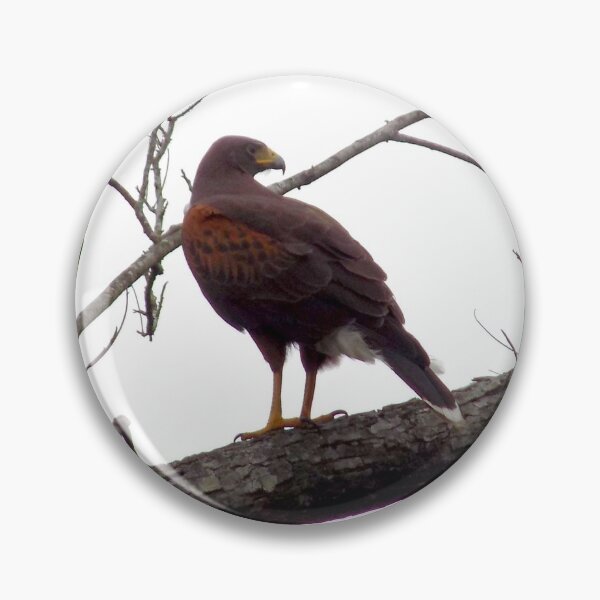 Item preview, Harris's Hawk (Parabuteo unicinctus) in a Tree designed and sold by Inuyasha907.