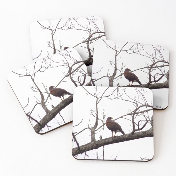 Item preview, Harris's Hawk (Parabuteo unicinctus) in a Tree designed and sold by Inuyasha907.