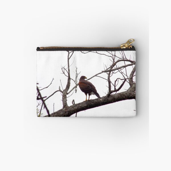 Item preview, Harris's Hawk (Parabuteo unicinctus) in a Tree designed and sold by Inuyasha907.