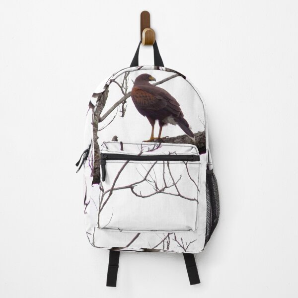 Item preview, Harris's Hawk (Parabuteo unicinctus) in a Tree designed and sold by Inuyasha907.