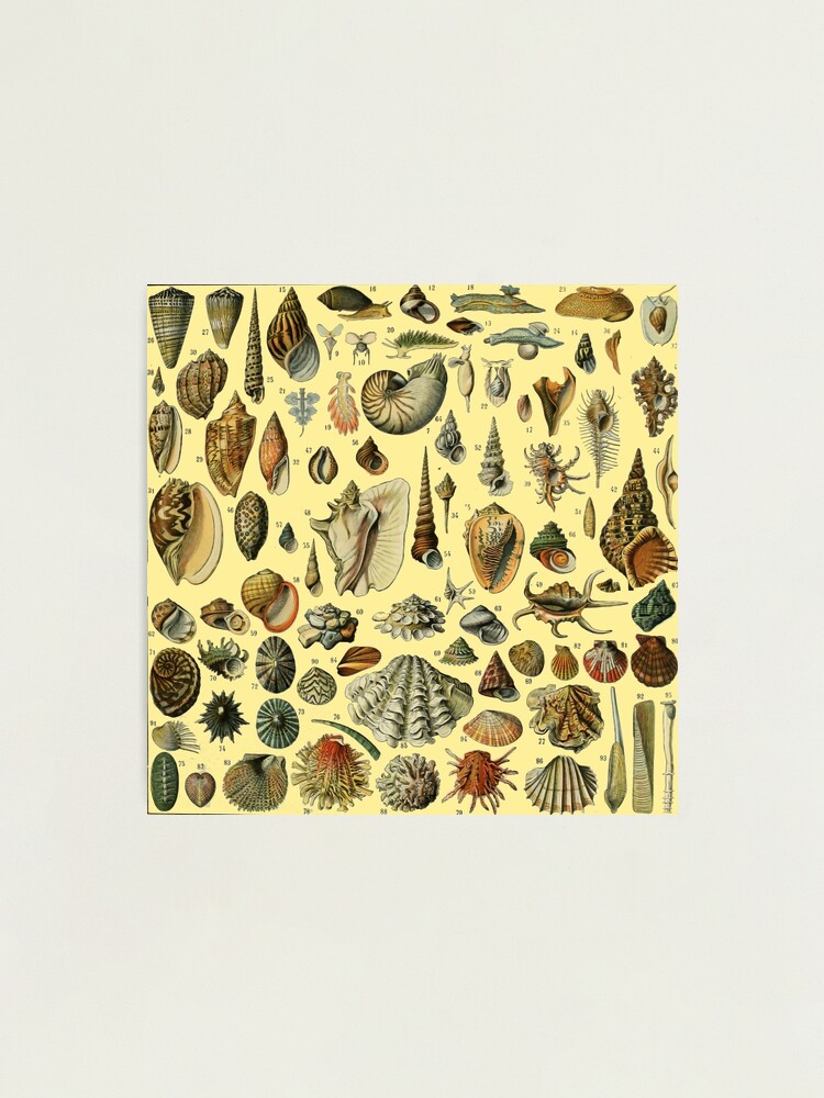 Vintage Mollusk Shell Seashell Art