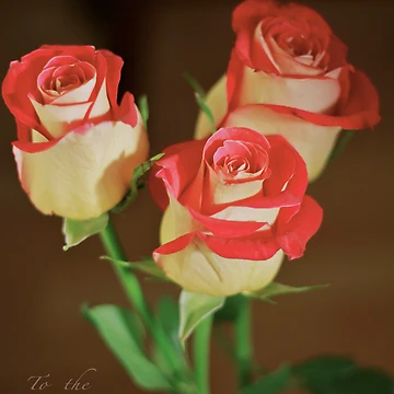 Artwork thumbnail, Roses by Ravred