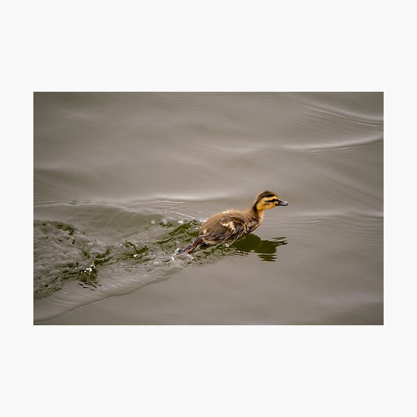 Scurrying Mallard Chick Photographic Print