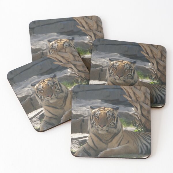 Item preview, Tiger at Busch Gardens, Tampa, FL designed and sold by Monika's Shop.