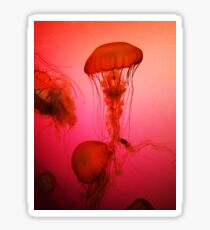Portrait of a Jellyfish- Pink Sticker