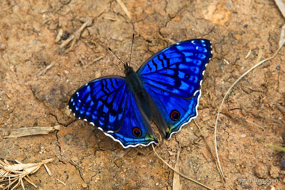 "Very Blue butterfly ( Madagascar ? ) " by john Lenagan 