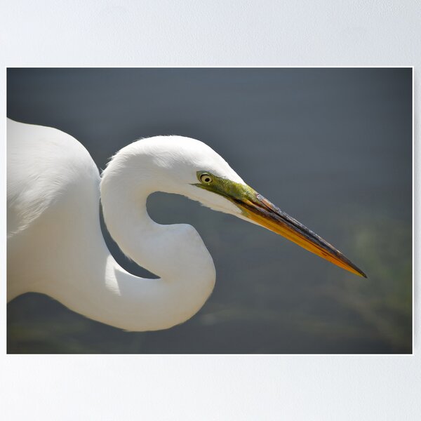 Item preview, Radar The Great Egret designed and sold by Kathy Baccari.