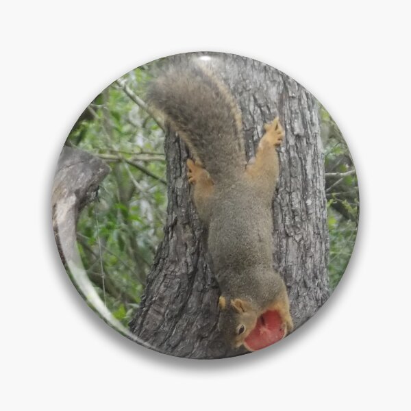 Item preview, Eastern Fox Squirrel (Sciurus niger) Enjoying Grapefruit designed and sold by Inuyasha907.