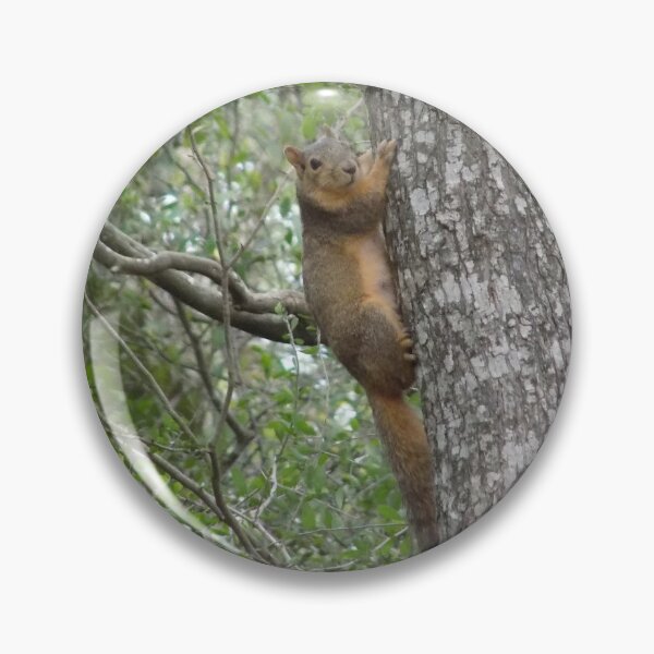 Item preview, Eastern Fox Squirrel (Sciurus niger) Peeking on a Tree designed and sold by Inuyasha907.