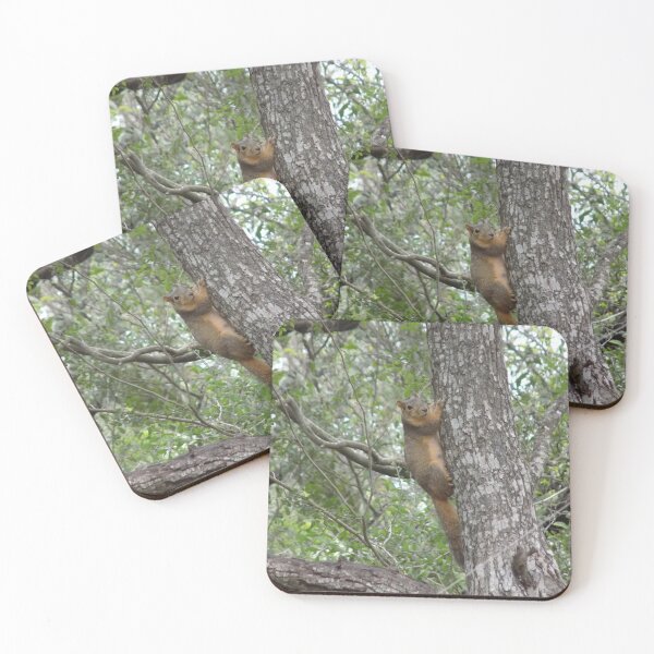 Item preview, Eastern Fox Squirrel (Sciurus niger) Peeking on a Tree designed and sold by Inuyasha907.