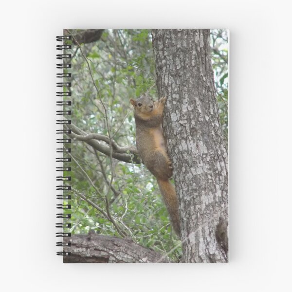 Item preview, Eastern Fox Squirrel (Sciurus niger) Peeking on a Tree designed and sold by Inuyasha907.