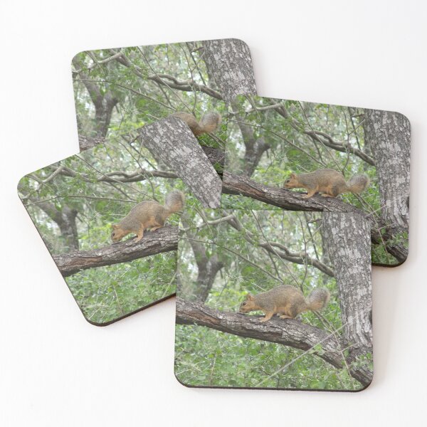 Item preview, Eastern Fox Squirrel (Sciurus niger) on a Branch designed and sold by Inuyasha907.
