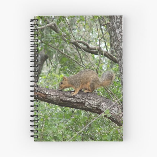 Item preview, Eastern Fox Squirrel (Sciurus niger) on a Branch designed and sold by Inuyasha907.