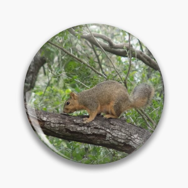 Item preview, Eastern Fox Squirrel (Sciurus niger) on a Branch designed and sold by Inuyasha907.