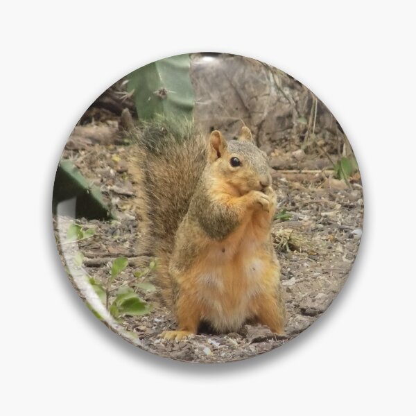 Item preview, Eastern Fox Squirrel (Sciurus niger) Sitting Up designed and sold by Inuyasha907.