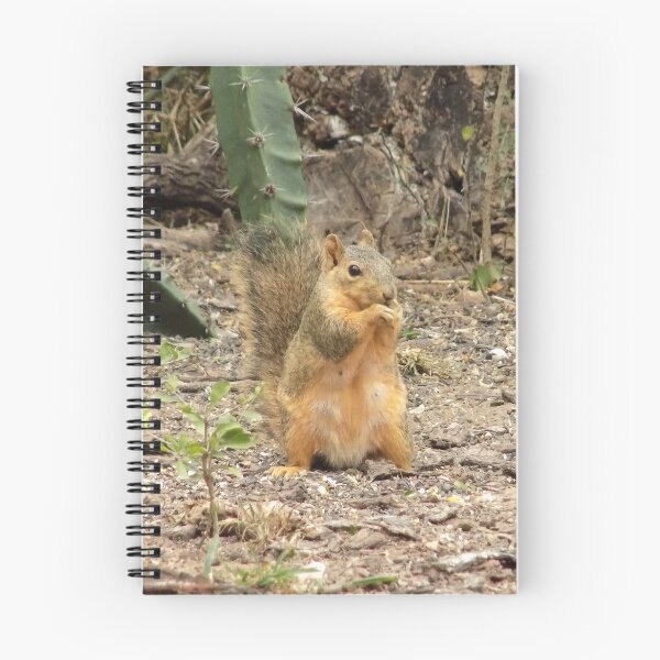 Item preview, Eastern Fox Squirrel (Sciurus niger) Sitting Up designed and sold by Inuyasha907.