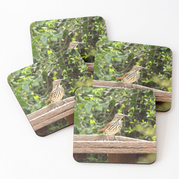 Item preview, Long-billed Thrasher (Toxostoma longirostre) at a Feeding Station designed and sold by Inuyasha907.