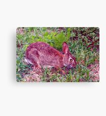 Cute as a bunny Canvas Print