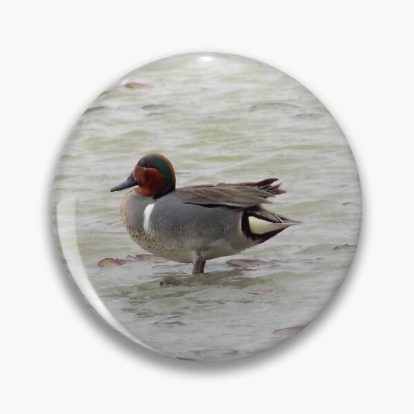 Item preview, Green-winged Teal (Anas carolinensis) male with Breeding Coloration designed and sold by Inuyasha907.