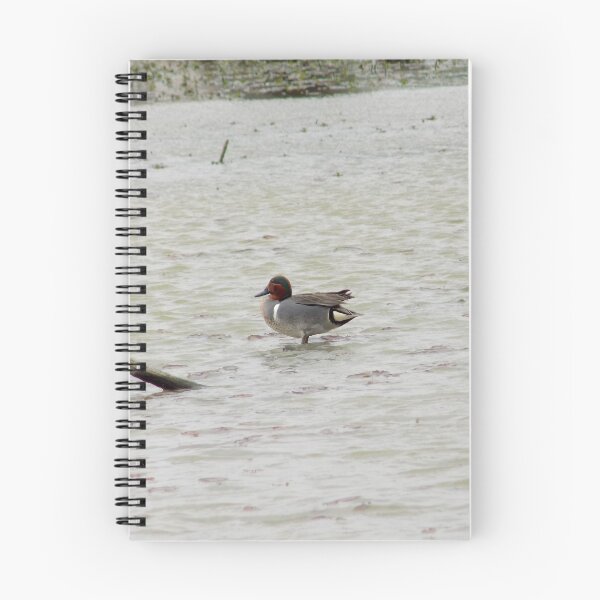 Item preview, Green-winged Teal (Anas carolinensis) male with Breeding Coloration designed and sold by Inuyasha907.