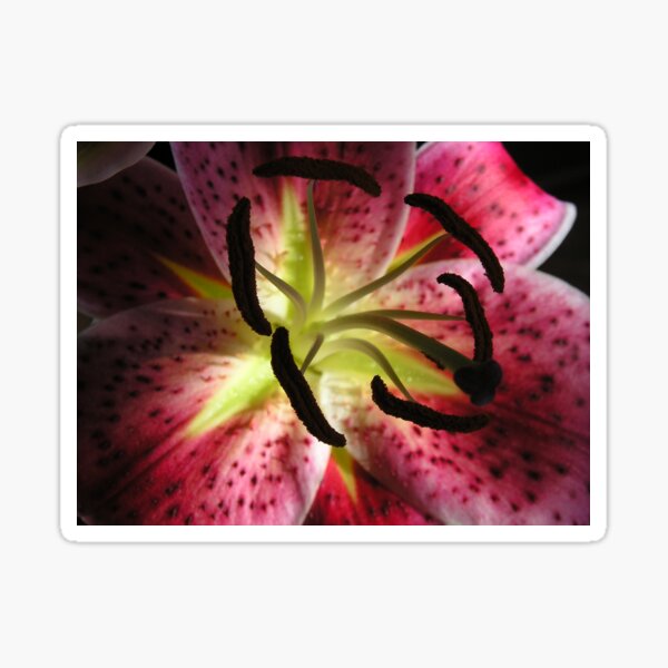Stargazer Lilly Sticker