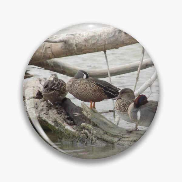 Item preview, Male & Female Blue-winged Teals (Anas discors) & Green-winged Teals (Anas carolinensis) on a log designed and sold by Inuyasha907.