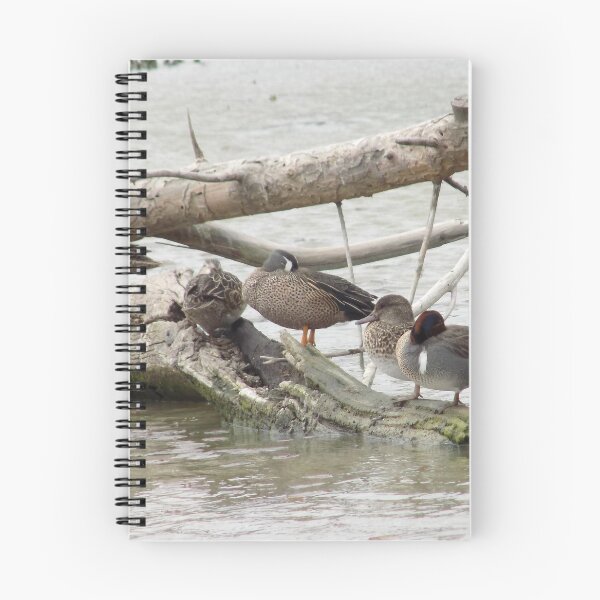 Item preview, Male & Female Blue-winged Teals (Anas discors) & Green-winged Teals (Anas carolinensis) on a log designed and sold by Inuyasha907.