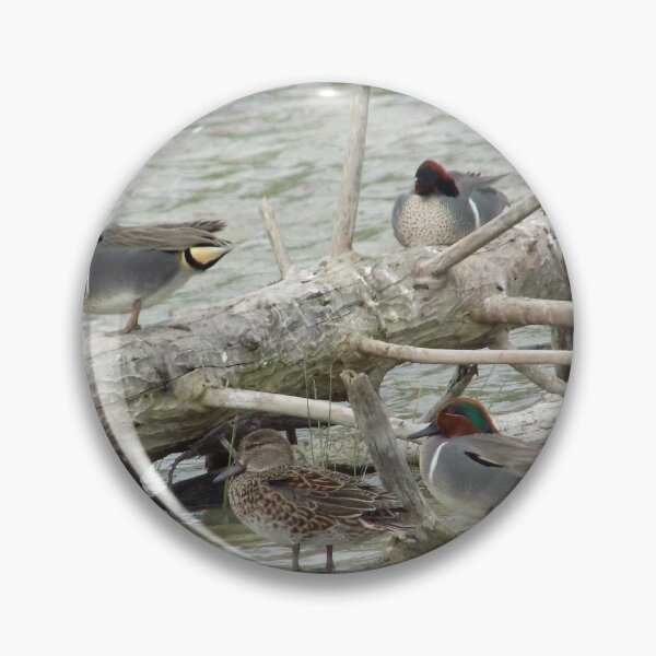 Item preview,  Green-winged Teals (Anas carolinensis) on a log designed and sold by Inuyasha907.