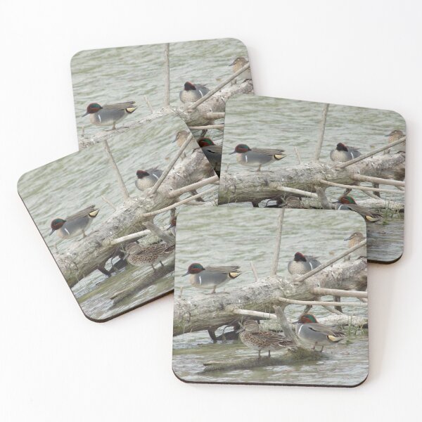 Item preview,  Green-winged Teals (Anas carolinensis) on a log designed and sold by Inuyasha907.