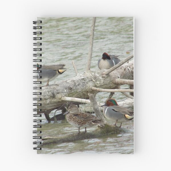 Item preview,  Green-winged Teals (Anas carolinensis) on a log designed and sold by Inuyasha907.