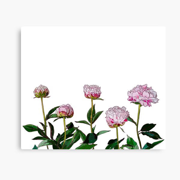 Peonies Canvas Print