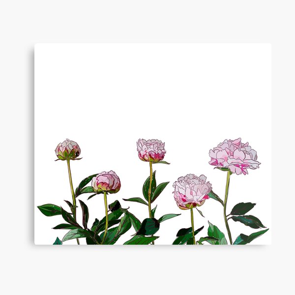 Peonies Metal Print