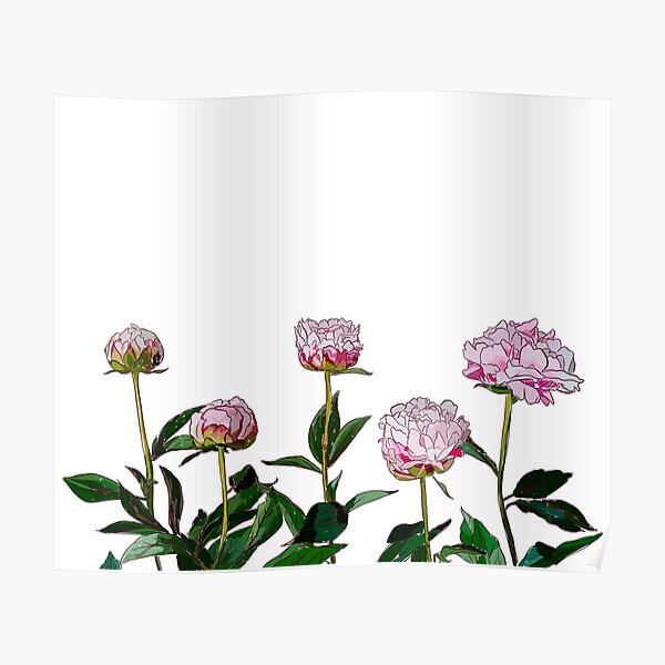 Peonies Poster