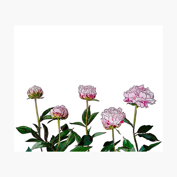 Peonies Photographic Print