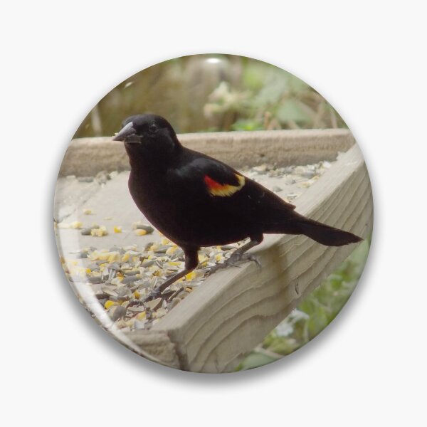 Item preview, Male Red-winged Blackbird (Agelaius phoeniceus) at a Feeding Station designed and sold by Inuyasha907.
