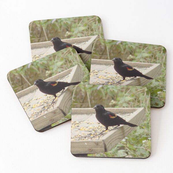 Item preview, Male Red-winged Blackbird (Agelaius phoeniceus) at a Feeding Station designed and sold by Inuyasha907.