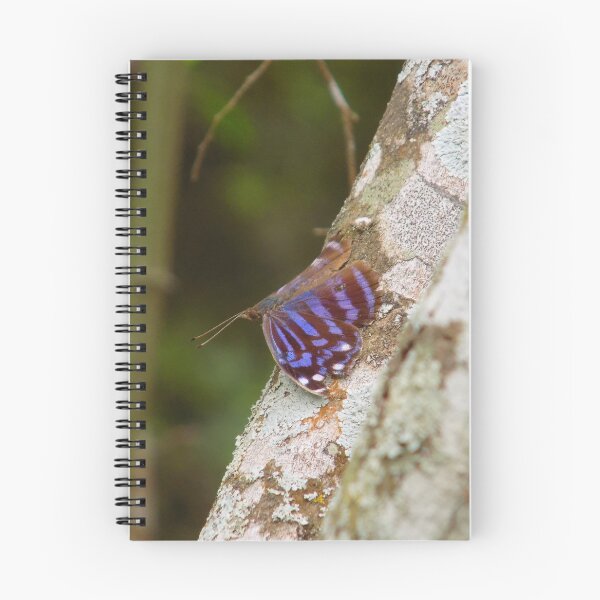 Item preview, Mexican Bluewing (Myscelia ethusa) designed and sold by Inuyasha907.
