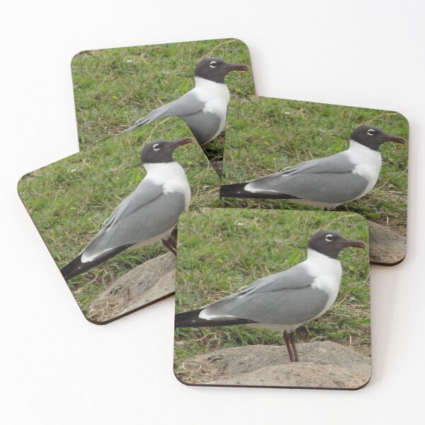 Item preview, Laughing Gull (Leucophaeus atricilla) Side Profile designed and sold by Inuyasha907.