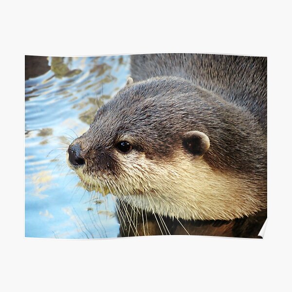 Otter Poster