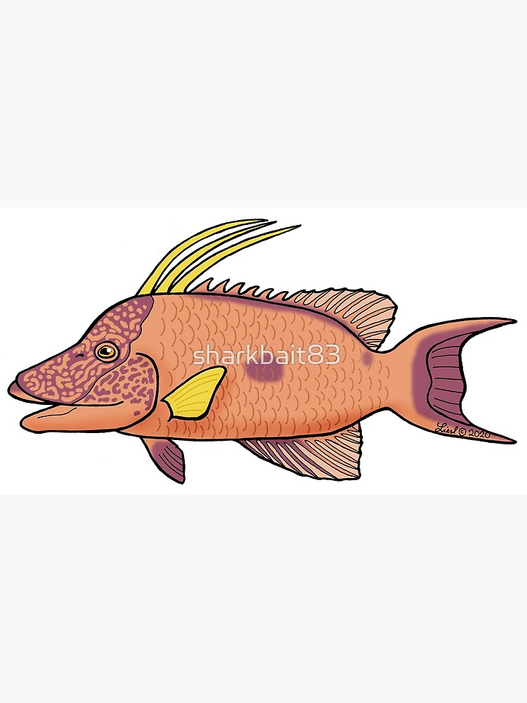 Discover ocean animals HOGFISH Classic Poster