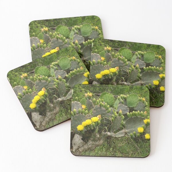 Item preview, Prickly Pear (Opuntia sp.) Stretching Towards the Sun designed and sold by Inuyasha907.