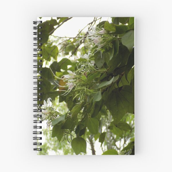 Item preview, Butterfly/Pompom Orchid Tree (Bauhinia divaricata) designed and sold by Inuyasha907.
